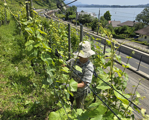 Arbeit im Rebberg der Domaine Mürset über dem Bielersee