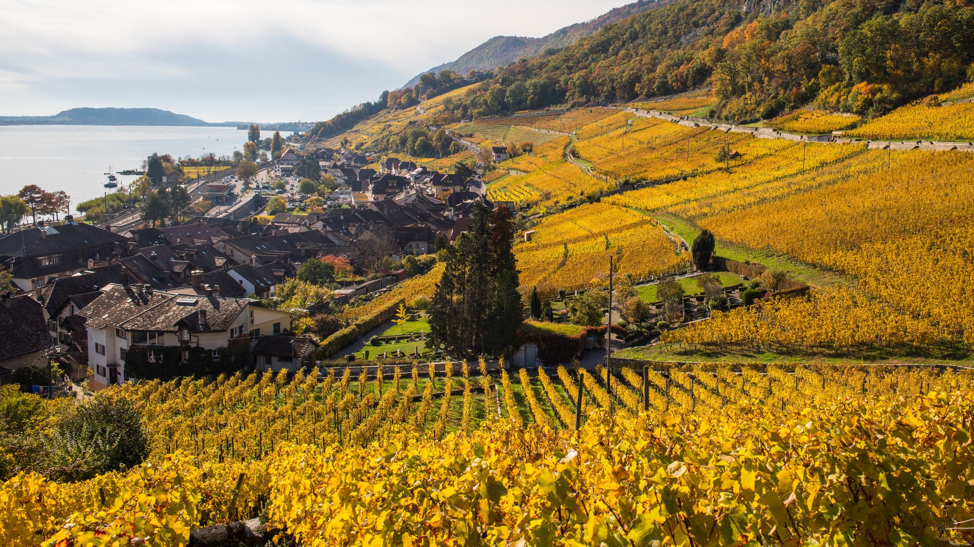 Rebberg der Domaine Mürset am Bielersee, Twann im Herbst