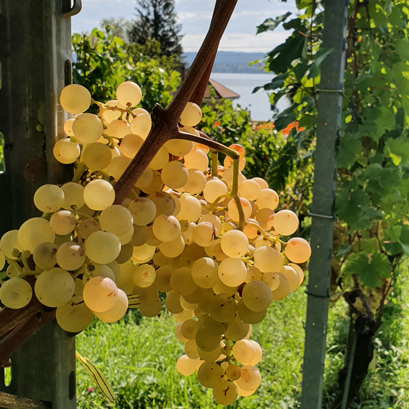 Chasselas-Traube vor dem Bielersee