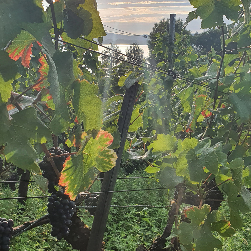 Pinot-Noir-Trauben am Stock, Blick zum Bielersee