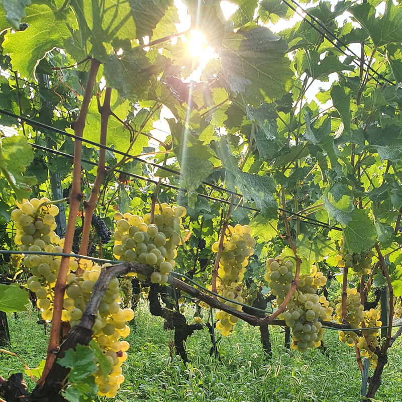 Sauvignon-Blanc-Trauben in der Sonne